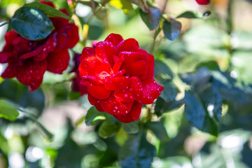 Close-up image of  roses from the International Rose  Garden in Portland, Oregon.