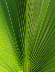 Obraz premium Backlit fresh palm tree leaves. Tourists attraction. Natural tropical textured abstract background.