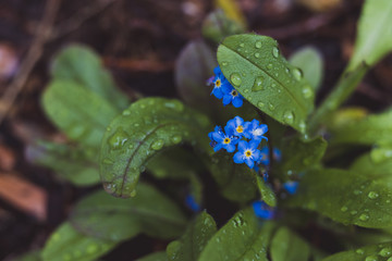 close-up of forget-me-not plant with blue flowers