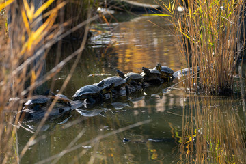 Schildkröten auf gereiht auf einem Baumstamm in einem Teich