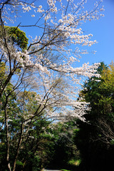 日向市馬ケ背の桜