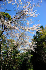 日向市馬ケ背の桜