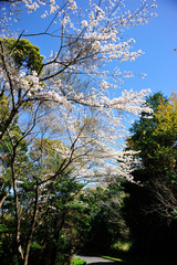 日向市馬ケ背の桜