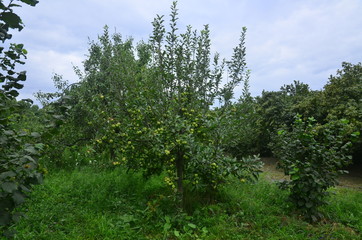 Fototapeta premium Tree with apples