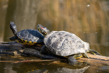 Obraz premium Mutter und Kind Schildkröte hintereinander