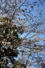 日向の桜