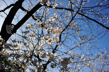 Fototapeta premium 日向の桜