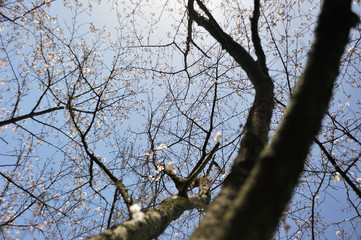日向の桜
