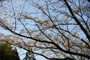 春の桜並木