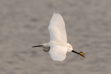 Little Egret in Full Flight