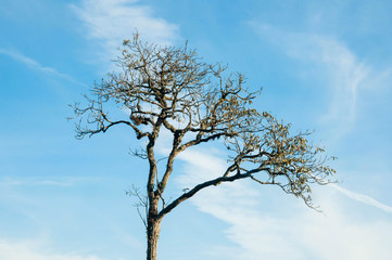 tree against blue sky