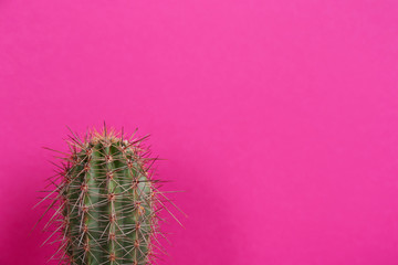 Beautiful tropical cactus plant on violet background, space for text