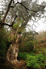 Obraz premium 屋久島もののけの森