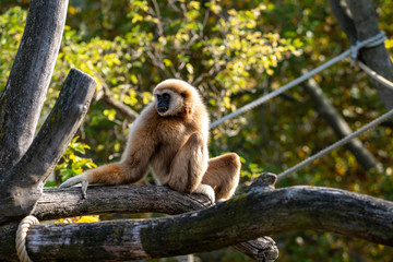 Weißhandgibbon auf einem Baum mit Bäumen als Hintergrund