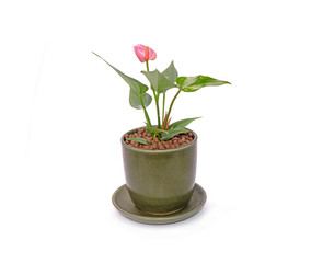 Anthurium flower in pot isolated on white background. Anthurium is a flowering plants. General common names include anthurium, tailflower, flamingo flower, and laceleaf. Potted plant for interiors.