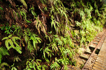 屋久島もののけの森