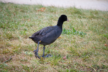 Eurasian coot duck is walking in the park on green grass and near to water or lake