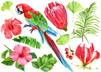 summer set of elmenents on isolated white background, tropical flowers with parrot ara, hibiscus, protea, leaves of banana palm, lily, red berries, watercolor illustration, hand drawing