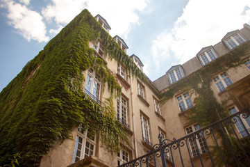 Bottom view of an old building with large windows twined with green ivy