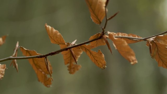 "Feuille D'arbre" Images – Browse 212 Stock Photos, Vectors, and Video