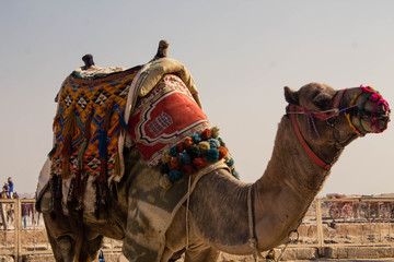 Camels in the desert