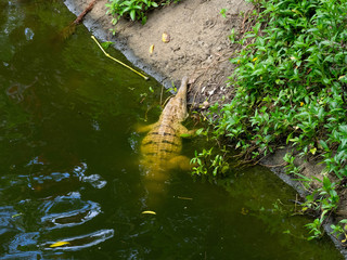 A Crocodile Waiting For a Meal