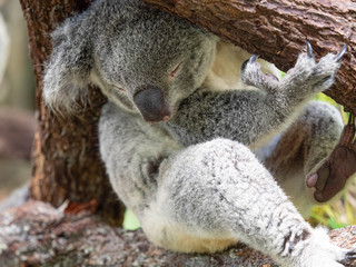 Koala Bear Taking a Nap After Lunch