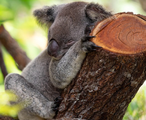 Koala Bear Taking a Nap After Lunch
