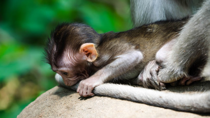 A Monkey Enjoying the Day in the Ubud Monkey Forest