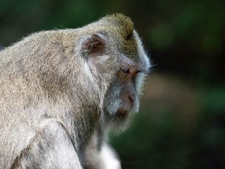 A Monkey Enjoying the Day in the Ubud Monkey Forest