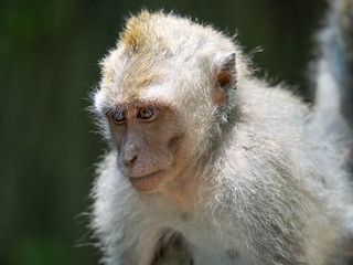 Obraz premium A Monkey Enjoying the Day in the Ubud Monkey Forest