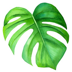summer tropical green leaves, on isolated white background,  liana monstera, watercolor illustration, botanical painting