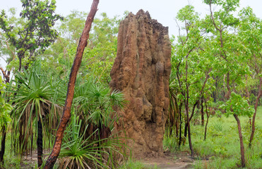 Termite Mounds on a Rainy Day in Australia