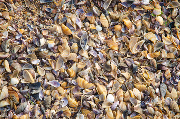 seashells