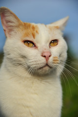 Fototapeta premium 子猫