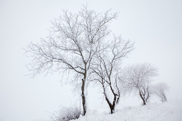 Fototapeta na wymiar foggy weather with trees on a snowy hill