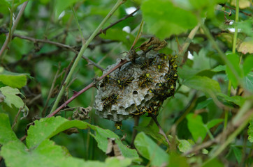 Wasp nest