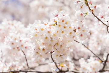満開の桜の花