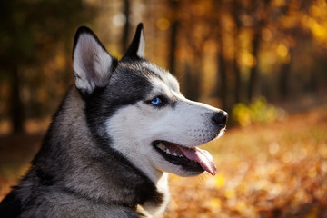 Portrait of a Siberian Husky dog outdoors.copy space.Wallpaper.