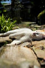 Obraz premium 子猫