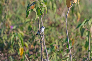 A Black Backed Water Tyrant in the Wetlands