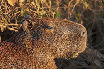 Head Details of a Capybara