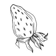 Vector strawberry fresh berry healthy food. Black and white engraved ink art. Isolated strawberry illustration element.