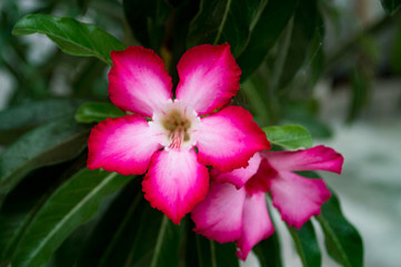 Fototapeta premium red flower