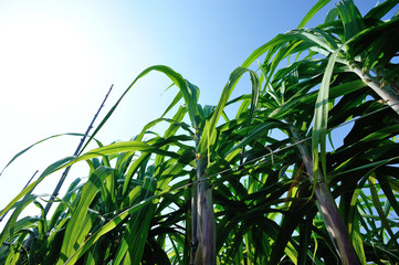 Sugarcane plants growing at field