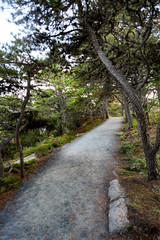 Walkway in Acadia National Park