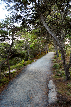 Walkway In Acadia National Park