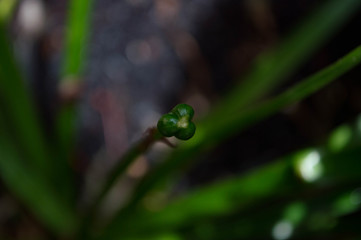 water drop on leaf