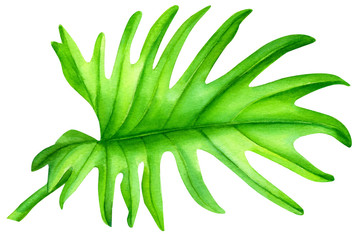 Green palm leaf, monstera. Watercolor hand drawn illustration.