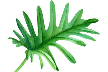 Green palm leaf, monstera. Watercolor hand drawn illustration.